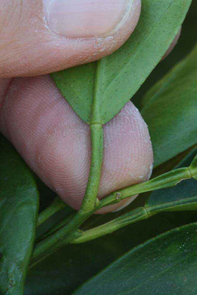              Petiole (Riverside, CA)       